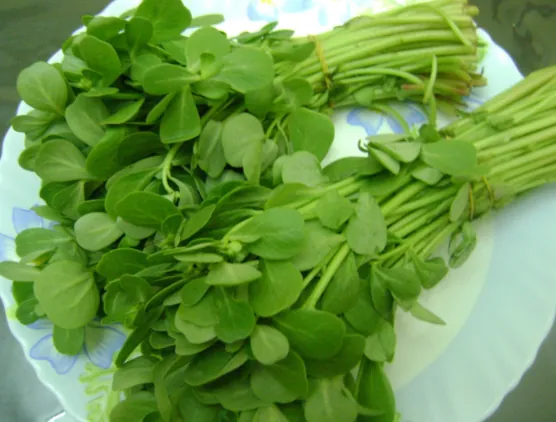 Świeża kozieradka Fresh Fenugreek Leaves Methi pęczek