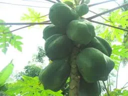 Papaya