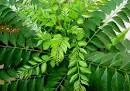 Curry leaves (Per Bunch)