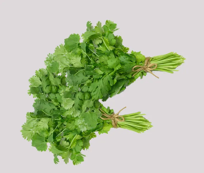 Świeża kolendra Fresh Coriander Cilantro Dhania 1 pęczek