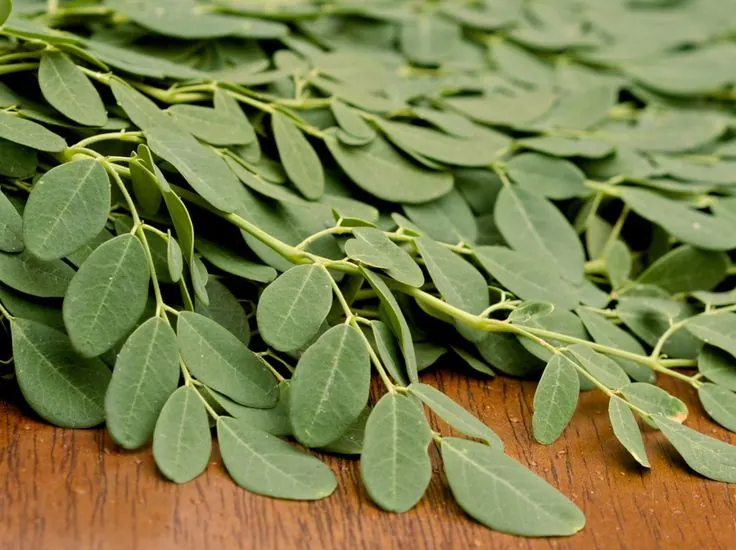 Moringa leavs (Malunga leavs) (Only for order) BUNCH