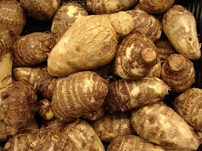 Świeża kolokazja jadalna Arbi Taro Root Coco Yam 1kg