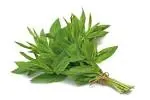 Świeża mięta Fresh Mint 1 pęczek